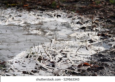 ice on the puddle