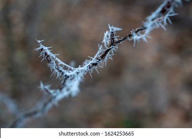 Ice on a small branch