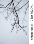 Ice on a tree branch. Beautifully frozen water on a tree branch in winter.