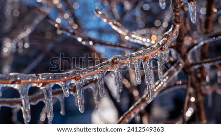 Ice on tree branches. Ice covered the tree branches. Ice on a branch close-up