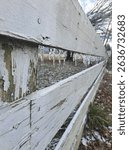 ice on white antique fench