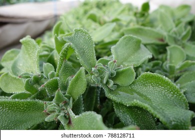 Crystalline Ice Plant Images Stock Photos Vectors Shutterstock