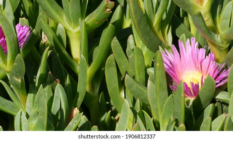 Ice Plant High Res Stock Images Shutterstock