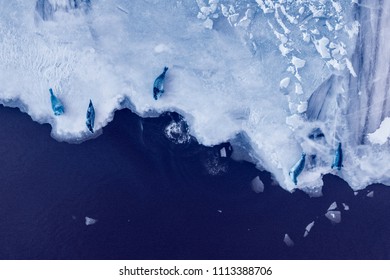 Ice Sheet With Seals Sleeping 