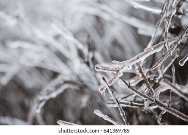 Ice Storm Bush