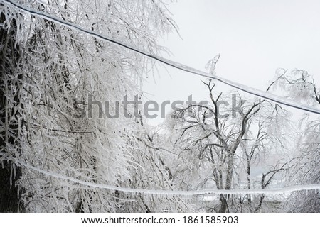 Ice storm in Vladivostok, Russia. November 2020. Frozen tree branches. Electricity accident.