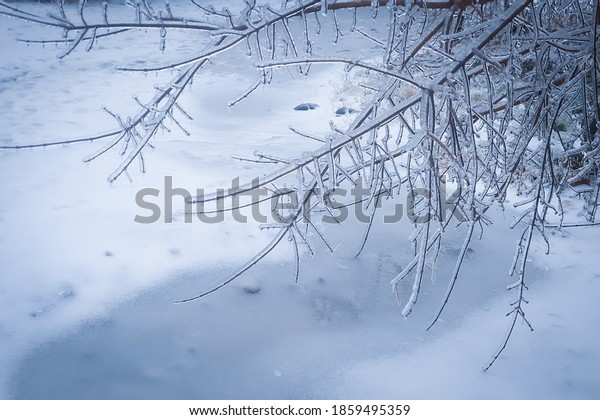 Ice storm in Vladivostok,\
Russia. November 2020. Frozen tree branches against a background of\
snow.