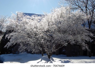 Ice Tree