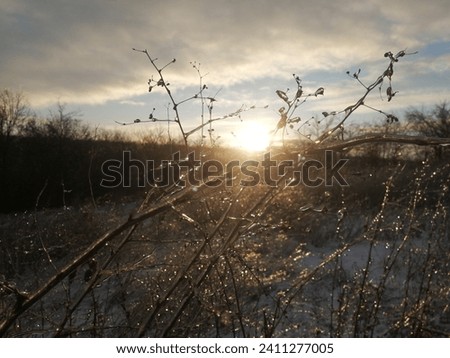 Ice twigs illuminated by the sun on the background of the sky