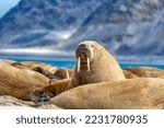 Ice walrus, Odobenus rosmarus, seahorse walking on its teeth, resting on the beach, Wildlife scene.