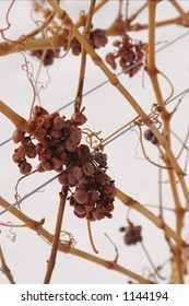 Ice Wine Grapes