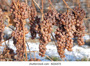 Ice Wine Grapes