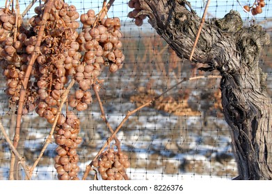 Ice Wine Grapes