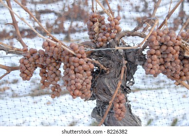 Ice Wine Grapes