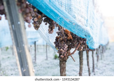 Ice Wine Grapes On Vine