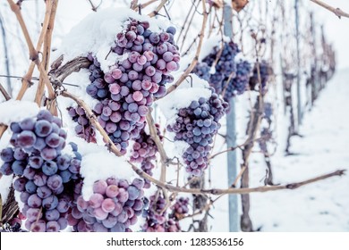 Ice Wine. Wine Red Grapes For Ice Wine In Winter Condition And Snow. 