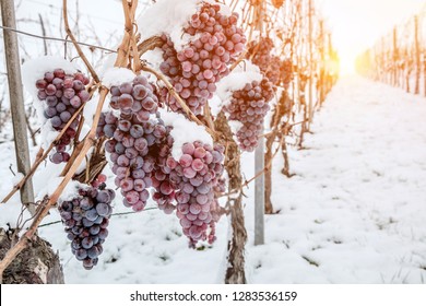 Ice Wine. Wine Red Grapes For Ice Wine In Winter Condition And Snow. 