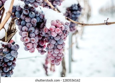 Ice Wine. Wine Red Grapes For Ice Wine In Winter Condition And Snow. 