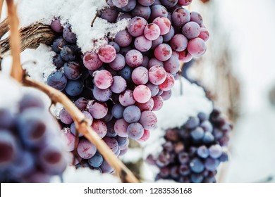 Ice Wine. Wine Red Grapes For Ice Wine In Winter Condition And Snow. 