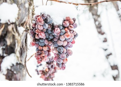 Ice Wine. Wine Red Grapes For Ice Wine In Winter Condition And Snow. 