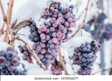 Ice Wine. Wine Red Grapes For Ice Wine In Winter Condition And Snow. 