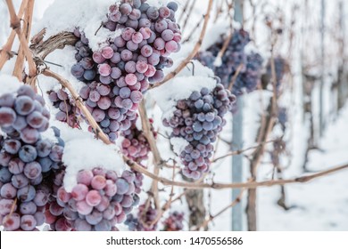 Ice Wine. Wine Red Grapes For Ice Wine In Winter Condition And Snow. 