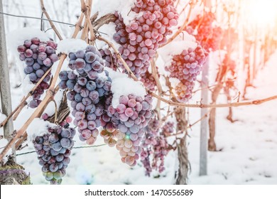 Ice Wine. Wine Red Grapes For Ice Wine In Winter Condition And Snow. 