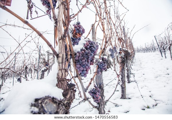 Ice wine. Wine red grapes for ice wine in winter\
condition and snow. 