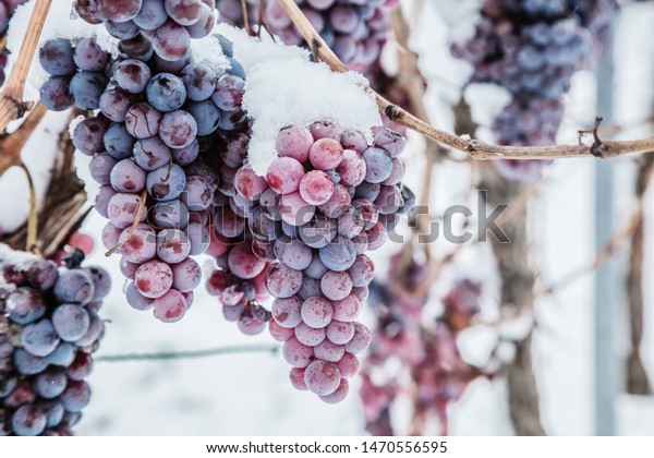 Ice wine. Wine red grapes for ice wine in winter\
condition and snow. 
