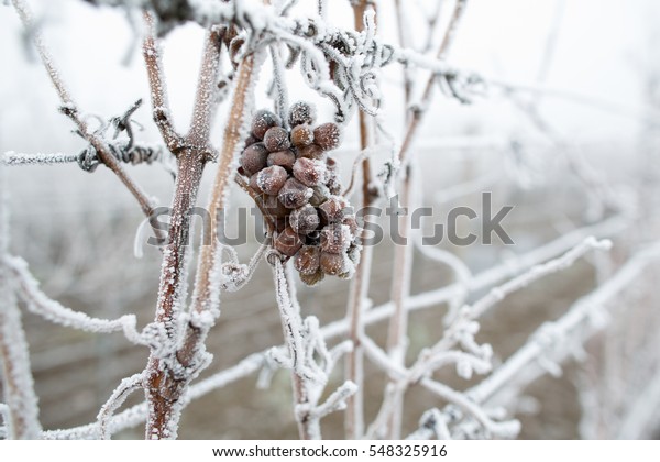 Ice wine. Wine red grapes for ice wine in winter\
condition and snow. Frozen grapes covered by white flake ice, The\
sweetest wine is from grapes shredded after the first frost.\
Moravia, Czech Republic
