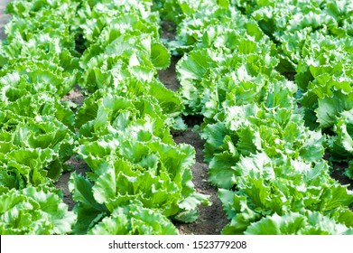 Iceberg Lettuce Cultivation Under Drip Irrigation In The Open Field