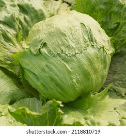 Iceberg Lettuce Grows In A Field, One Head, Close-up, Harvesting