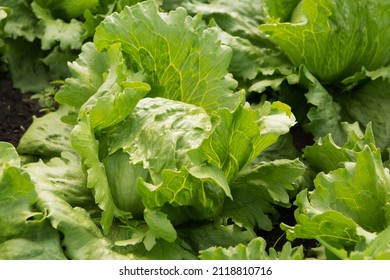 a lot of iceberg lettuce grows in the garden, one head, close-up, selective focus - Powered by Shutterstock