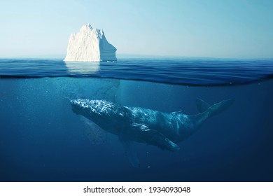 Iceberg in the ocean under water with a whale. Wild life at sea. A beautiful whale swims underwater with an iceberg. Global warming, concept
