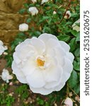 The Iceberg Rose. White flower on a green bush. Found in the city, Santiago, Chile