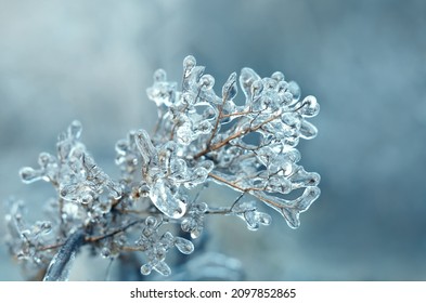 Ice-covered Dry Plant On A Winter Morning. Effect Of Atmospheric Icing.