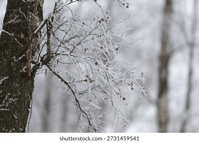 Icecovered tree with rustic charm, Snow and ice adorn rugged tree against winter atmosphere, Frostcovered birch trunk with icy branches expressing cold winter rustic beauty