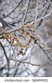 Iced Linden Tree Branch With Leaves And Fruits