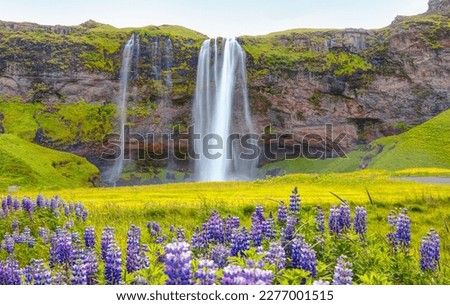 Iceland Blooming Icelandic Purple Lupin Flower Field - Amazing Seljalandsfoss waterfall in Iceland