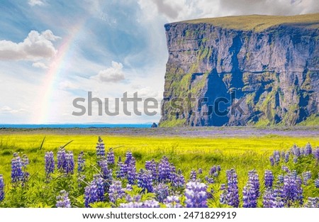 Iceland blooming Icelandic purple lupin flower field,  Cornered (angular) mountains formations in the background - Iceland