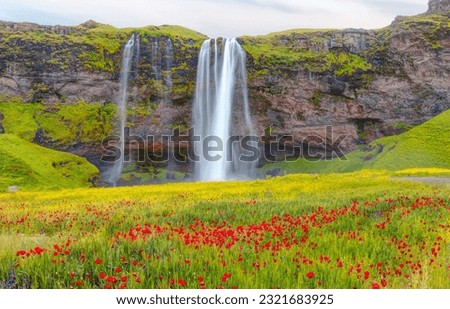 Iceland Blooming red poppy Flower Field - Amazing Seljalandsfoss waterfall in Iceland