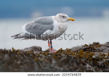 Iceland gull resting at seaside, it is a large, stocky gull of the North Pacific.