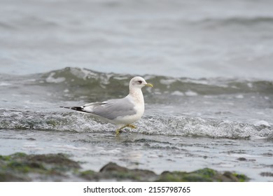 Iceland Gull resting at seaside. This is a small dainty gull. It is a pale, medium-sized gull, smaller and daintier than Glaucous or Herring Gulls. 