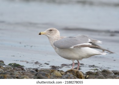 Iceland Gull resting at seaside. This is a small dainty gull. It is a pale, medium-sized gull, smaller and daintier than Glaucous or Herring Gulls.