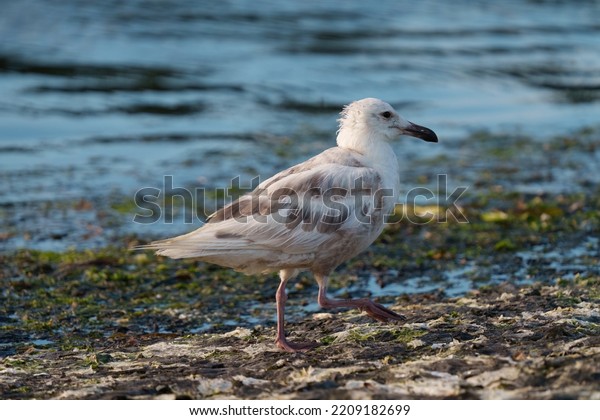 Iceland Gull Resting Seaside This Small Stock Photo 2209182699 ...