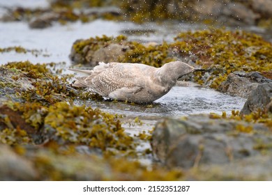Iceland Gull taking a bath at seaside. This is a small dainty gull. It is a pale, medium-sized gull, smaller and daintier than Glaucous or Herring Gulls. 