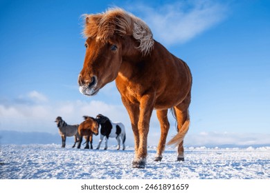 Iceland. Icelandic horse. Brown horse standing on snowy field with other horses in background.  - Powered by Shutterstock