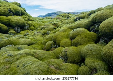 Iceland Lava Field Covered With Green Moss From Volcano Eruption
