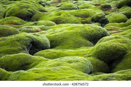 Iceland Lava Field Covered With Green Moss