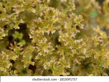 The Iceland Moss, Cetraria Islandica Is A Lichen Used Against Cough In Estonian Folk Medicine